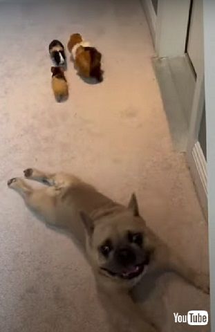 ワンコとモルモット