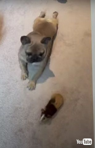 ワンコとモルモット