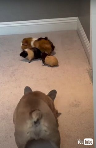 ワンコとモルモット