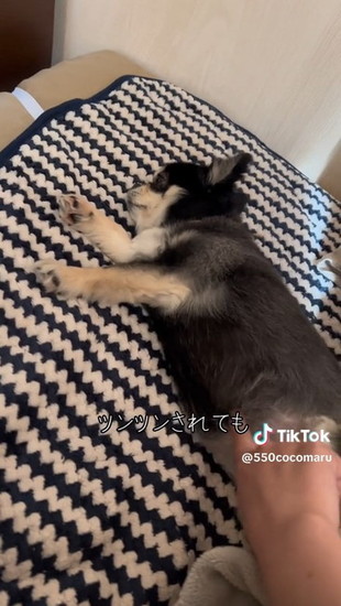 寝転がる犬
