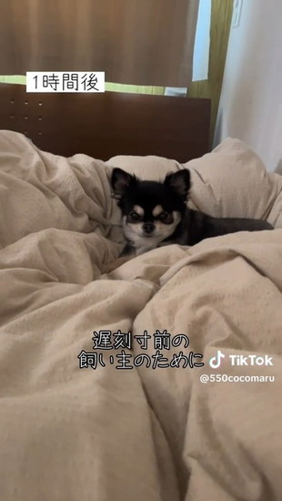 起き上がった犬