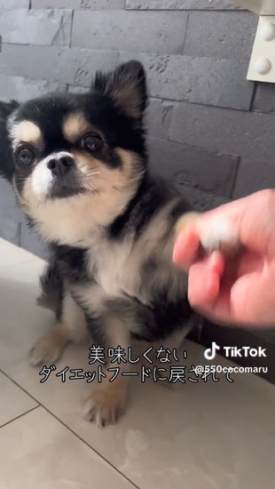 手を掴まれる犬