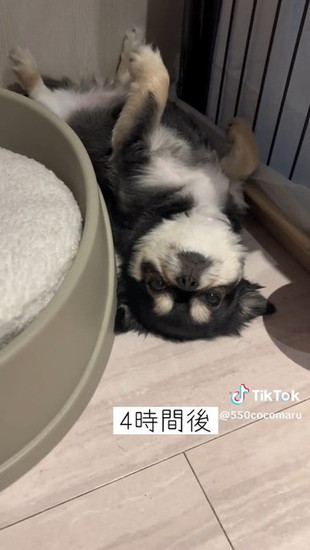 仰向けの犬