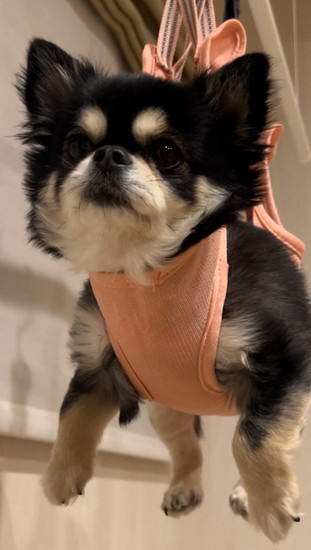 ハンモックを体験する犬