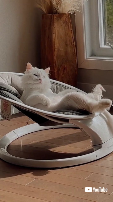 うとうとする猫