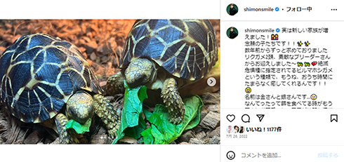 大倉士門のペットのビルマホシガメ