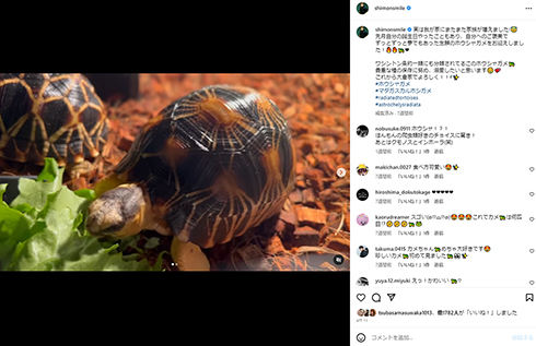 大倉士門のペットのホウシャガメ