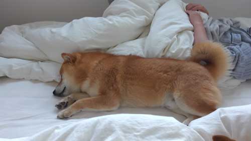 パパになでなでしてほしい柴犬