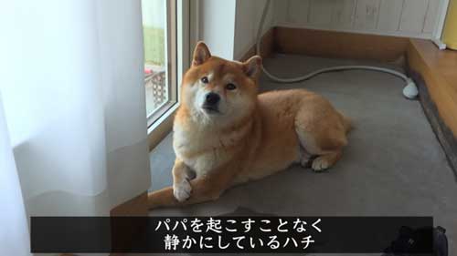パパになでなでしてほしい柴犬