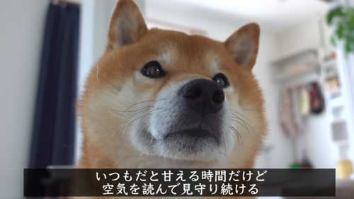 パパになでなでしてほしい柴犬