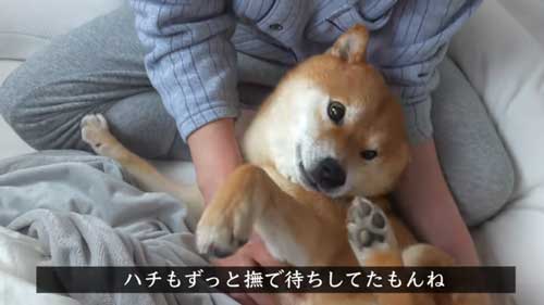 パパになでなでしてほしい柴犬