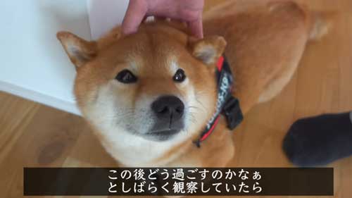パパになでなでしてほしい柴犬