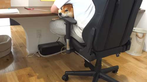 パパになでなでしてほしい柴犬