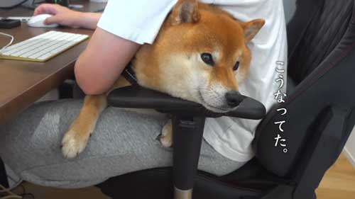 パパになでなでしてほしい柴犬