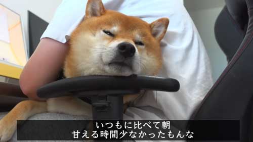 パパになでなでしてほしい柴犬