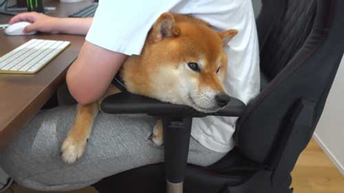 パパになでなでしてほしい柴犬