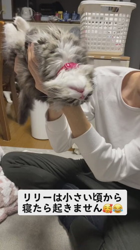 寝たら起きないリリーくん