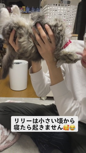 寝るリリーくん