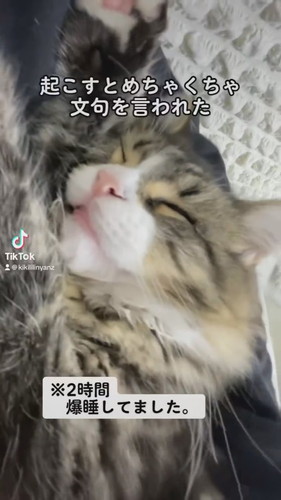 寝たら起きないリリーくん