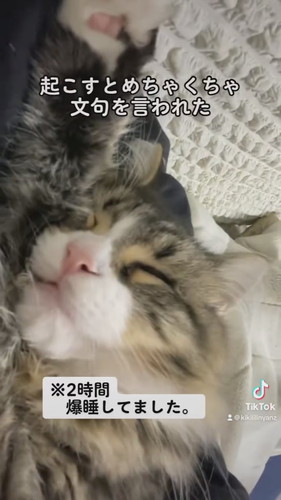 寝たら起きないリリーくん