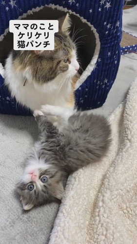 キキちゃんとリリーくん