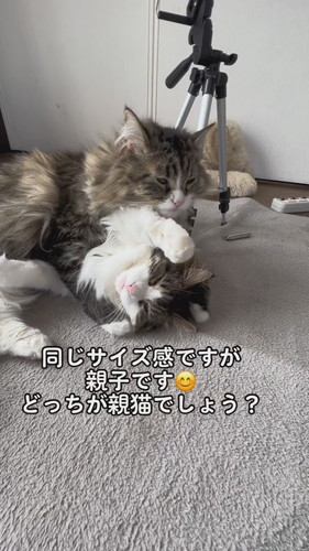 キキちゃんとリリーくん