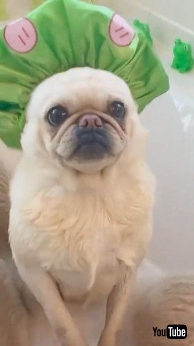 楽しそうなわんことブタ