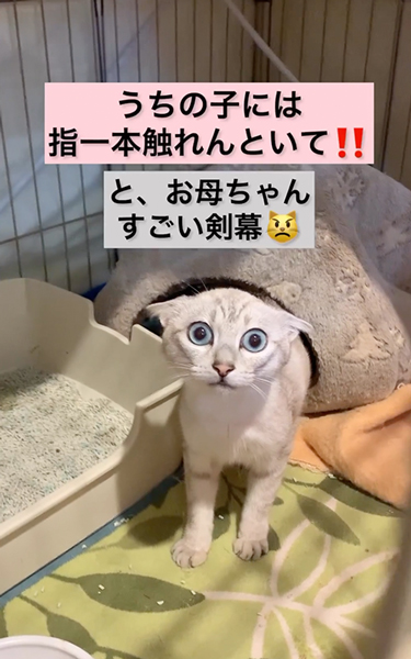 子猫を守ろうとする保護母猫