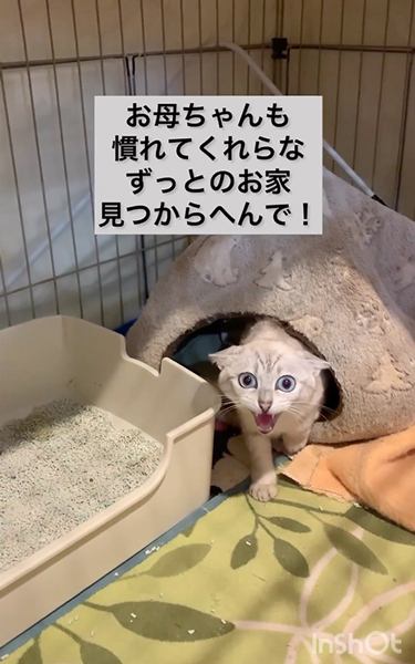 子猫を守ろうとする保護母猫