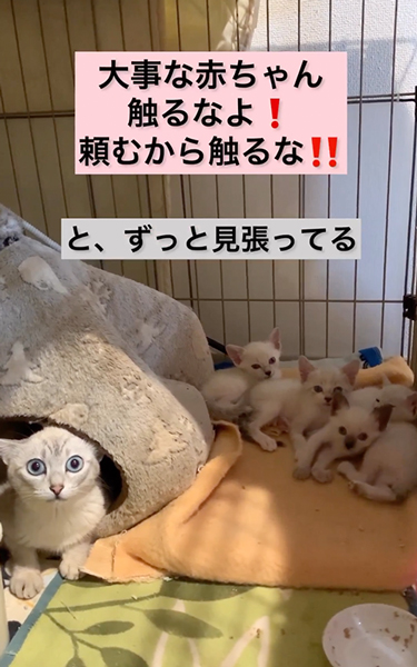 子猫を守ろうとする保護母猫