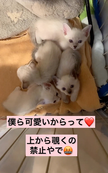 子猫を守ろうとする保護母猫