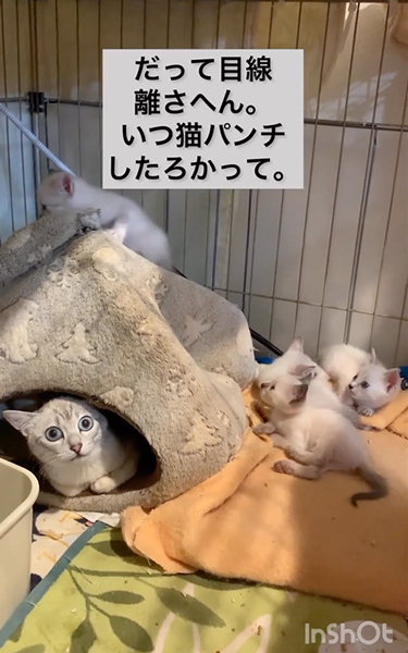 子猫を守ろうとする保護母猫