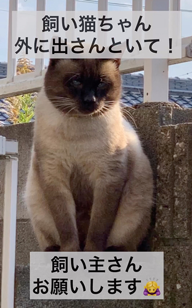 飼い猫を外に出さないで