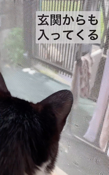 飼い猫を外に出さないで