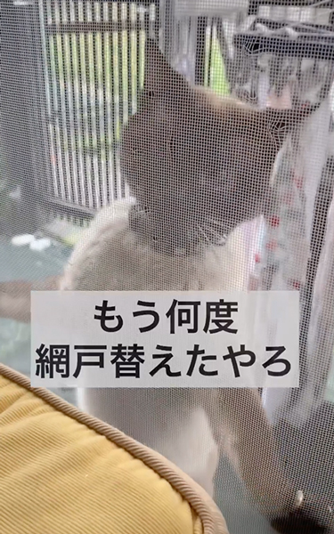 飼い猫を外に出さないで