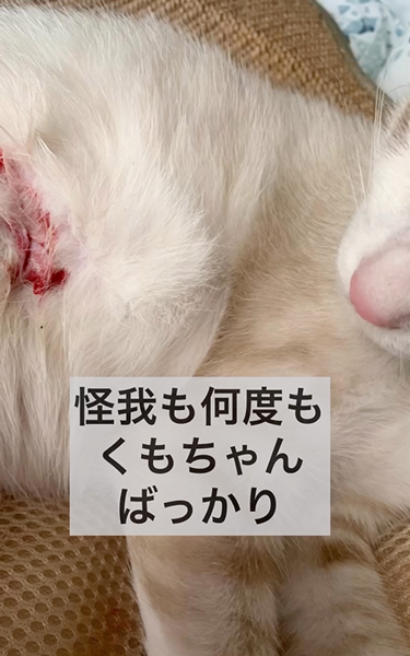 飼い猫を外に出さないで
