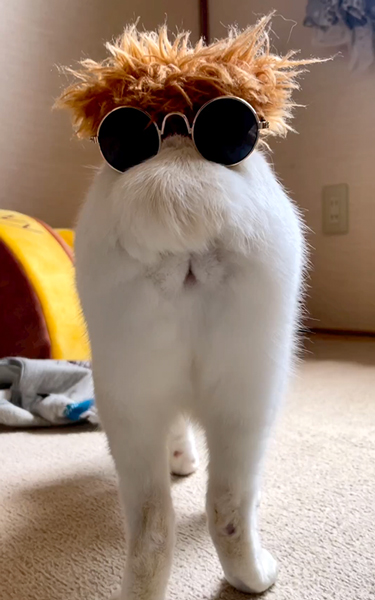 顔に見える猫の後ろ姿