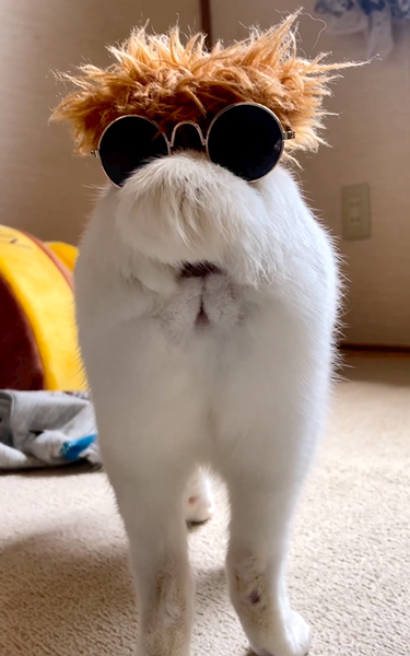 顔に見える猫の後ろ姿