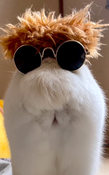 顔に見える猫の後ろ姿