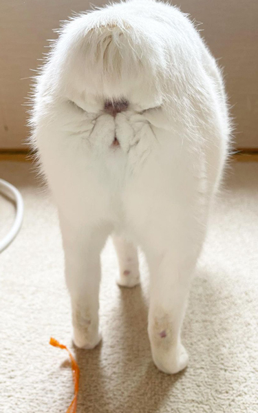 リリーの尻尾シリーズ