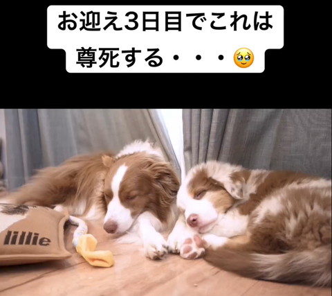 先住犬と子犬