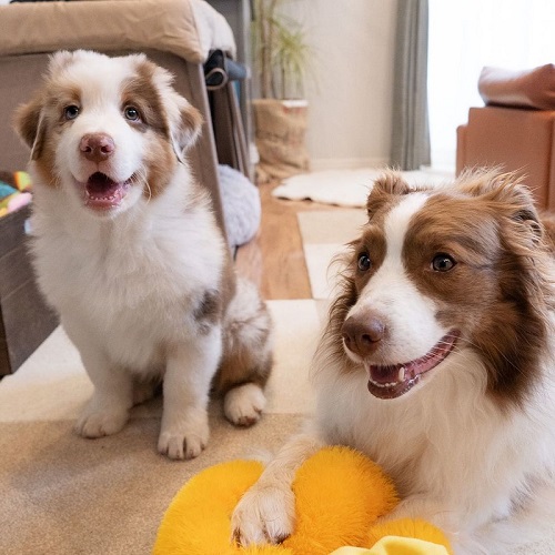 お座りしてる子犬と笑顔のワンコ