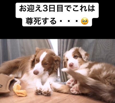 体を起こす2匹のワンコ