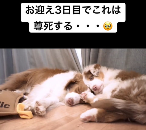 頭をくっつけて寝る2匹のワンコ