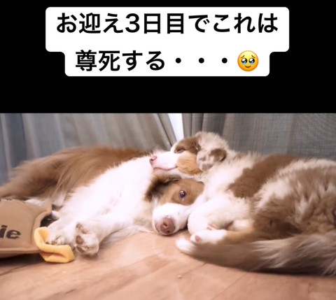 ワンコの頭にアゴ乗せる子犬