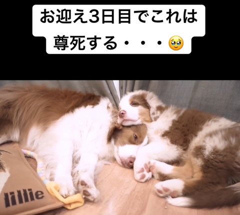 ワンコの頭にアゴ乗せる子犬正面