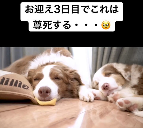 並んで寝てるワンコたち正面