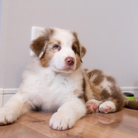 くつろいでる子犬