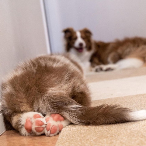 子犬のお尻と肉球