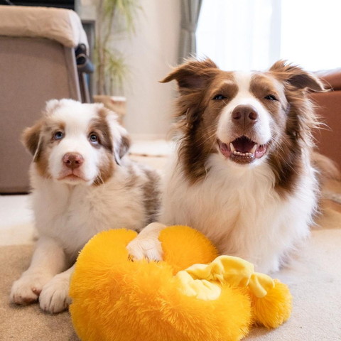 笑顔のワンコと子犬